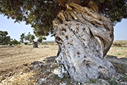 16.- Níjar Olivos Rambla Viruegas.jpg