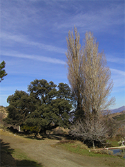 22.- Serón Chopo y encina Fargalí.TIF