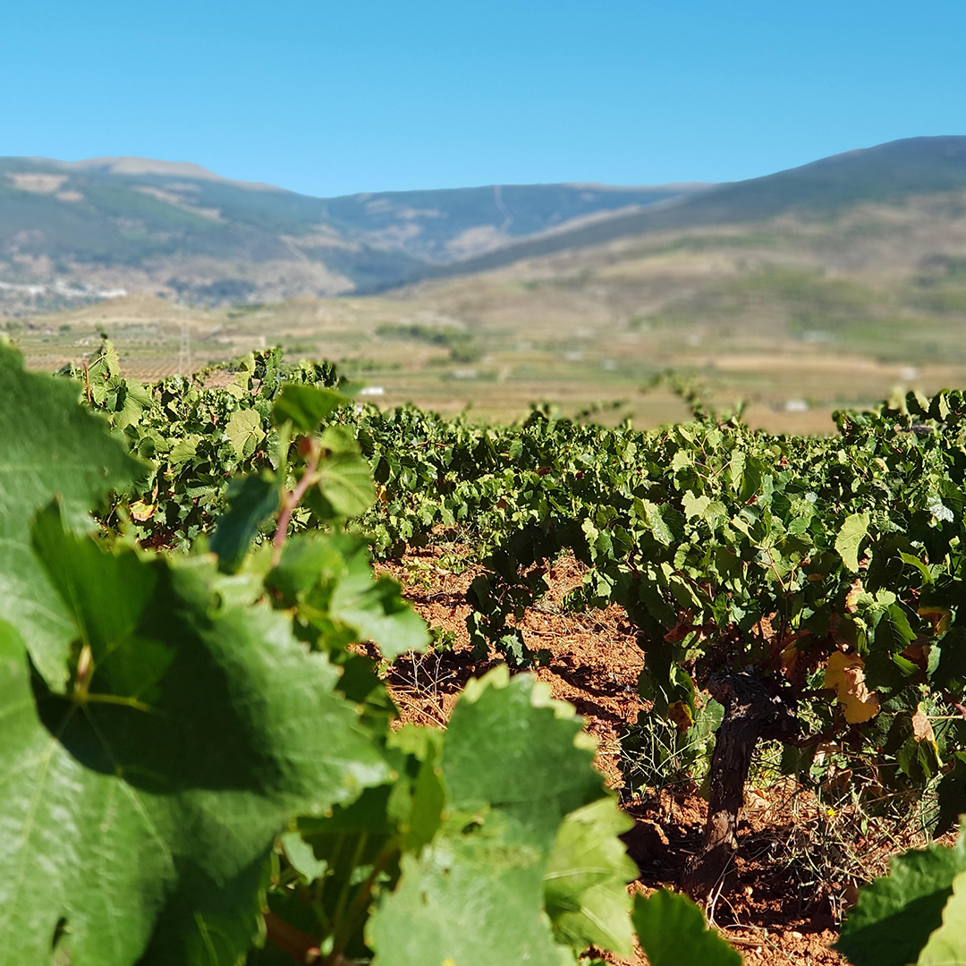 Sabores Almería