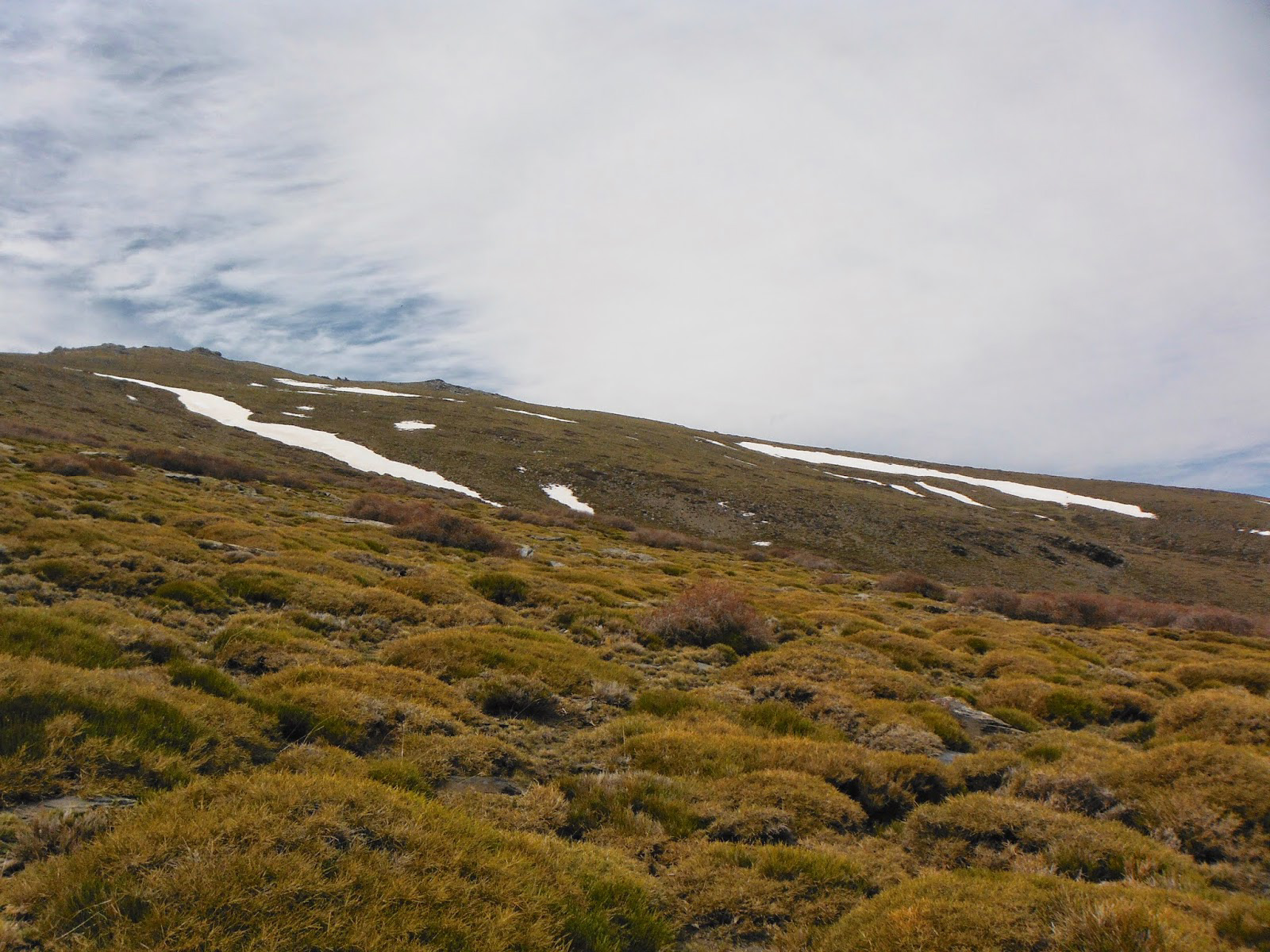 Vegetación almohadillada apenas pegada al suelo característica de la alta montaña mediterránea (desde los 2000 m de altura) © Fotografía: Juan Antonio Muñoz