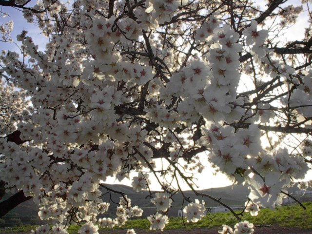 almendroenflor.jpg