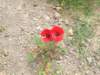 dscf3801_small.jpg