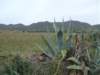 dscf3822_small.jpg