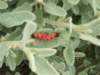 dscf3832_small.jpg