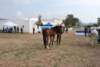 dsc_0696_small.jpg