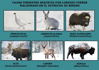 Fauna terrestre descrita por Lorenzo Ferrer