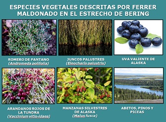 Especies vegetales descritas por Ferrer