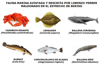 Fauna marina descrita por Ferrer