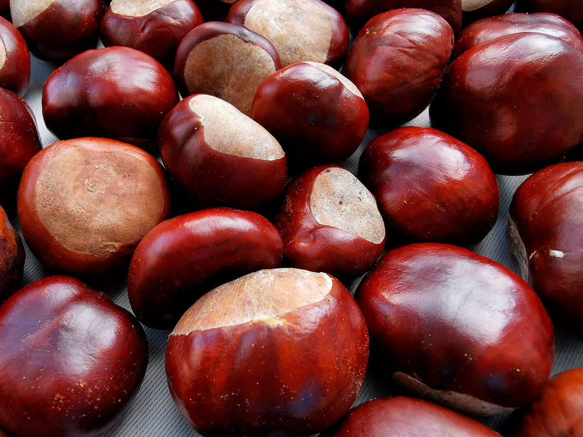 Diez manjares típicos para consumir en otoño