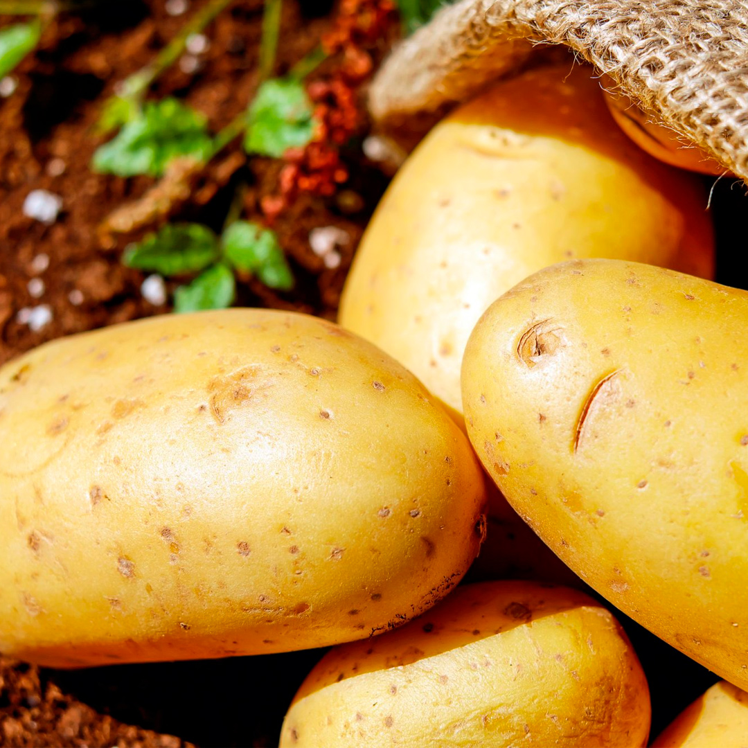 Gachas Papas