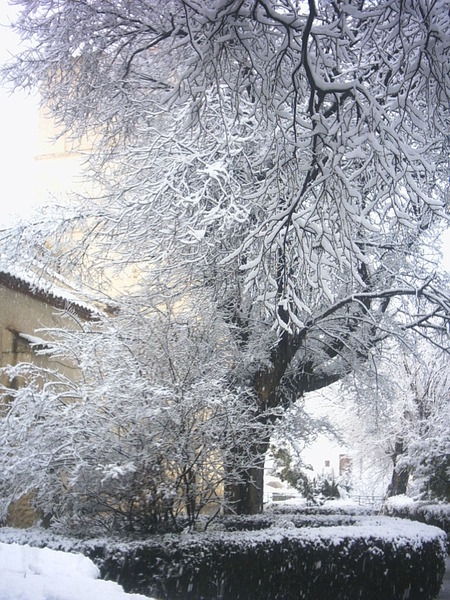 alamos nevados